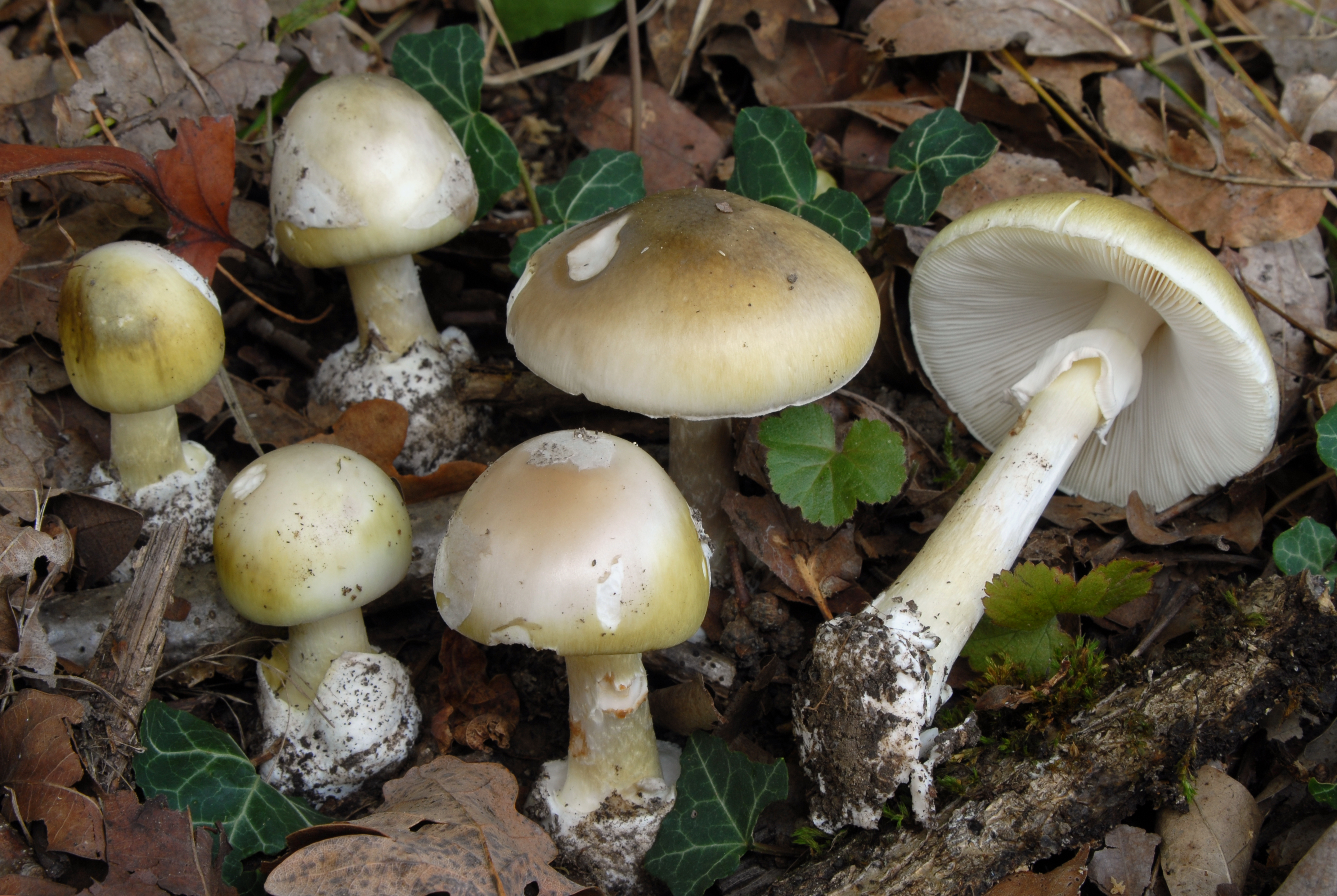 Foto Amanita phalloides